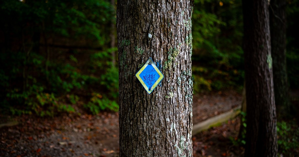 A tree with a blue trail marker in a serene forest, ideal for nature themes.