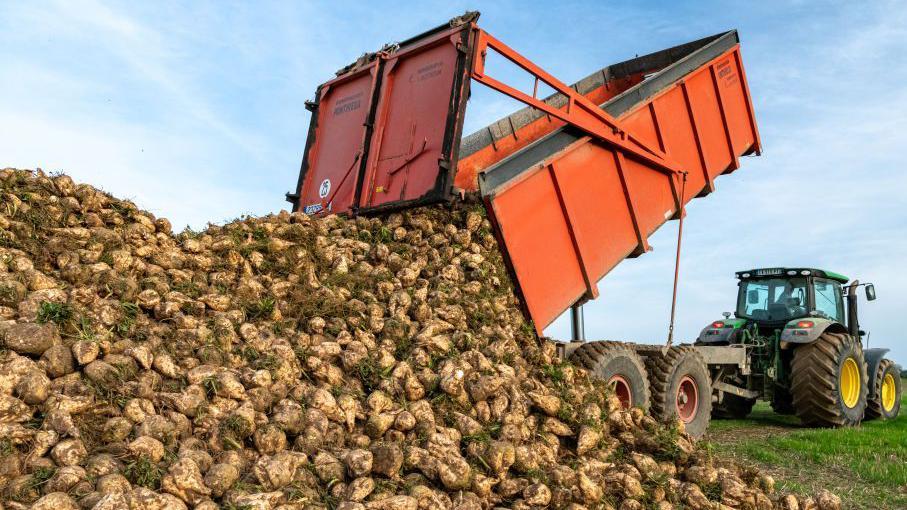 Farmers have been asked by British Sugar to continue growing beet