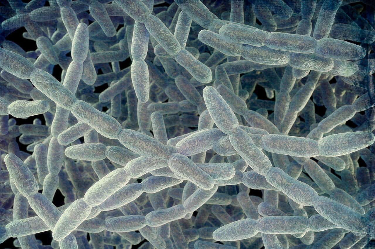 Illustration of Legionella pneumophila bacteria, the cause of Legionnaires' disease.