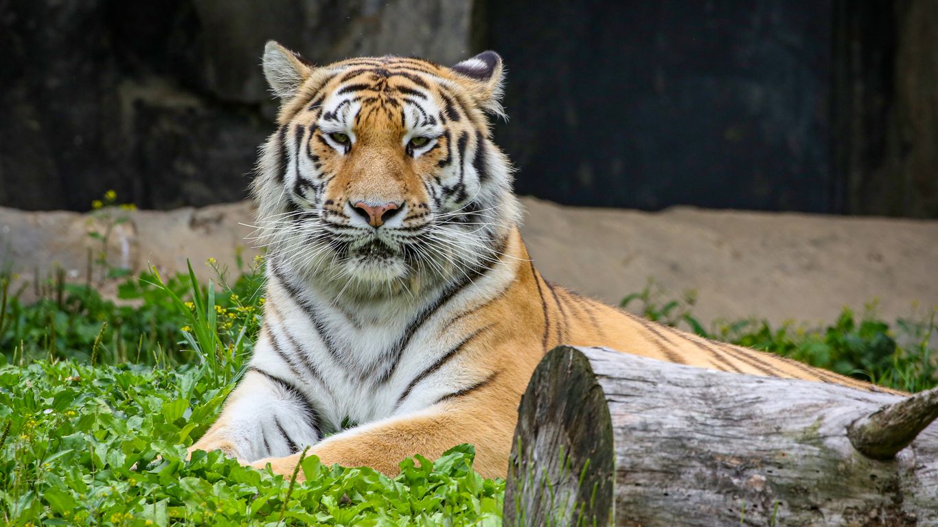 Endangered tiger Sarang arrives at the Columbus Zoo