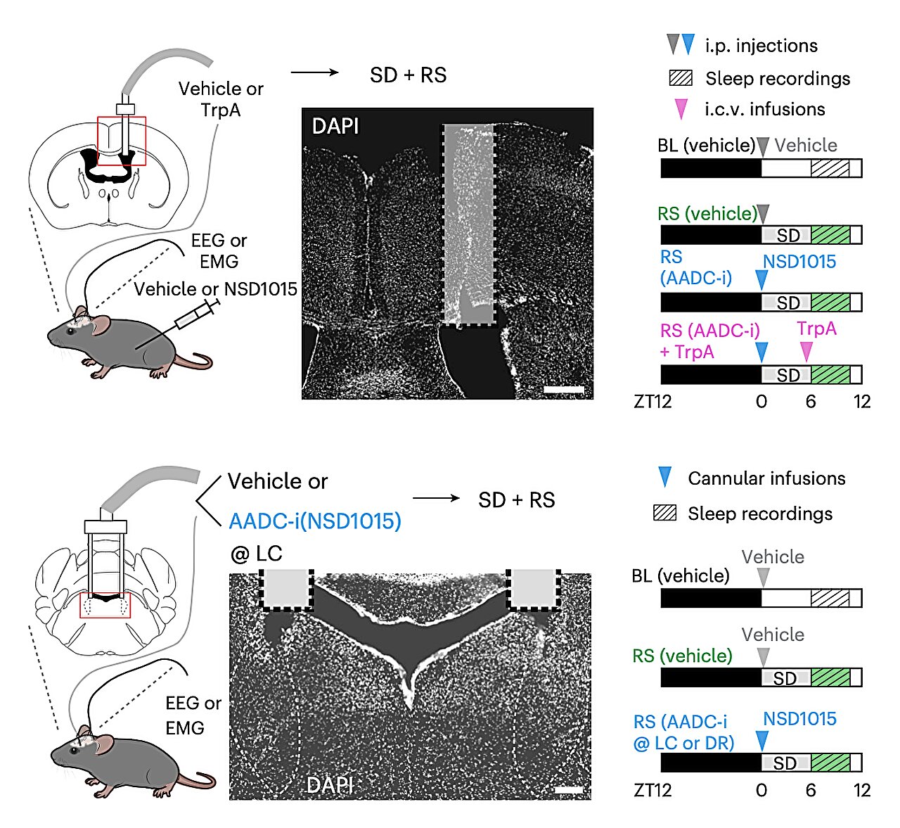 Newly identified molecule could help regulate sleep