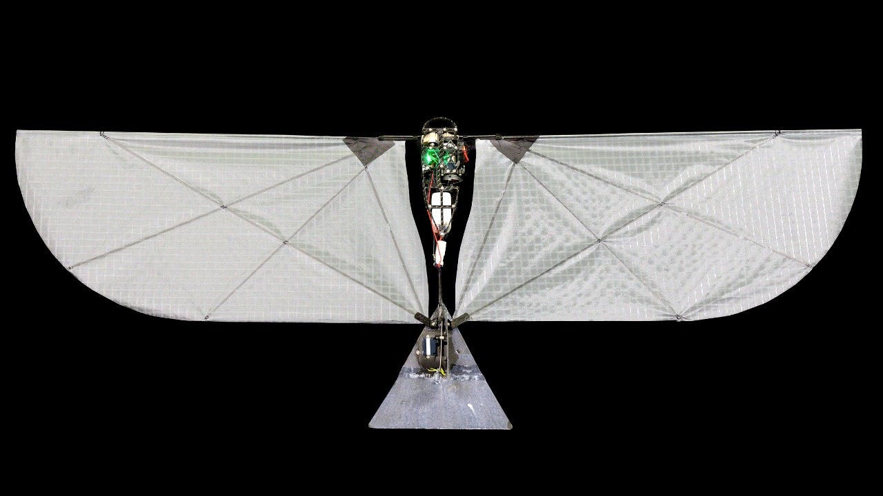 A robot amphibious bird's wingspan is shown.