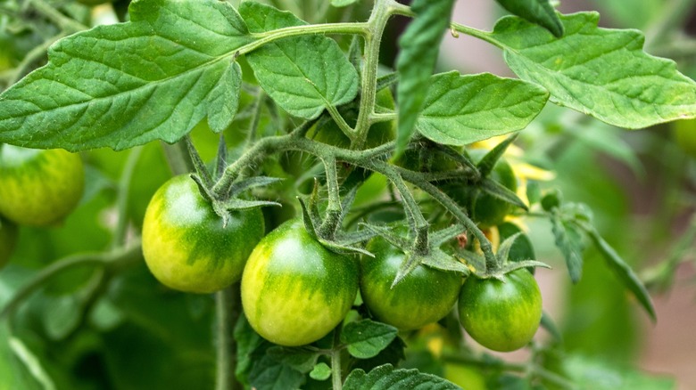 Why A Tomato Plant's Leaves Turn Yellow And How To Prevent It