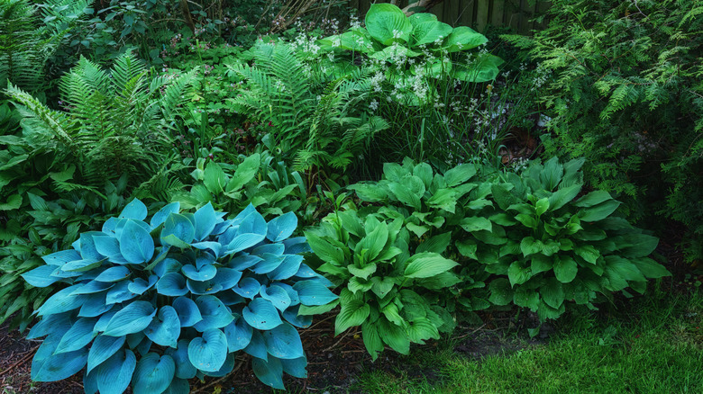The Perennial Flower You Should Be Growing Next To Hostas