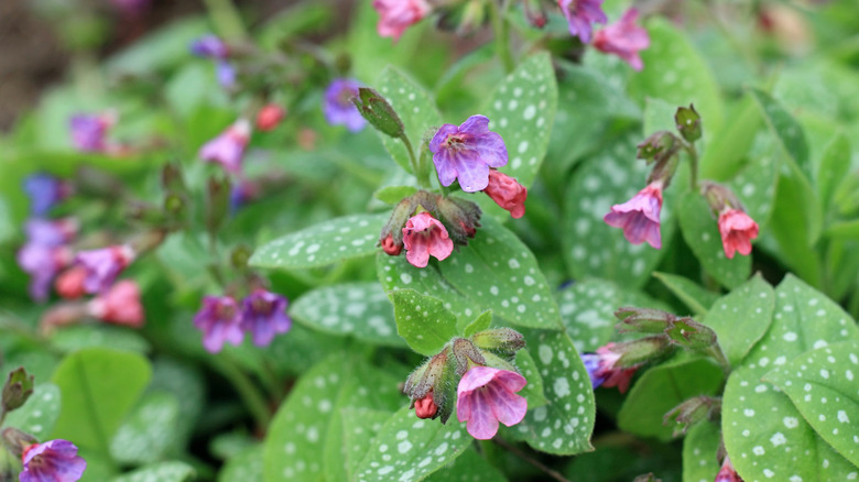 The Perennial Flower You Should Be Growing Next To Hostas