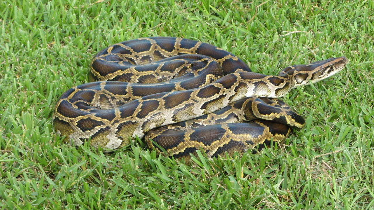 Hunters wrestled down a 19-foot python, the longest ever caught in Florida