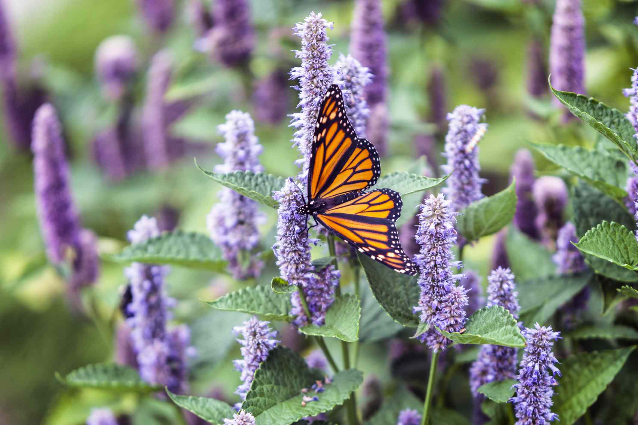 Want to attract pollinators into the fall? Plant these 8 late-summer bloomers