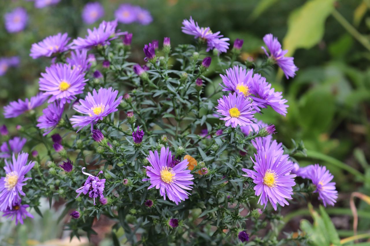 asters