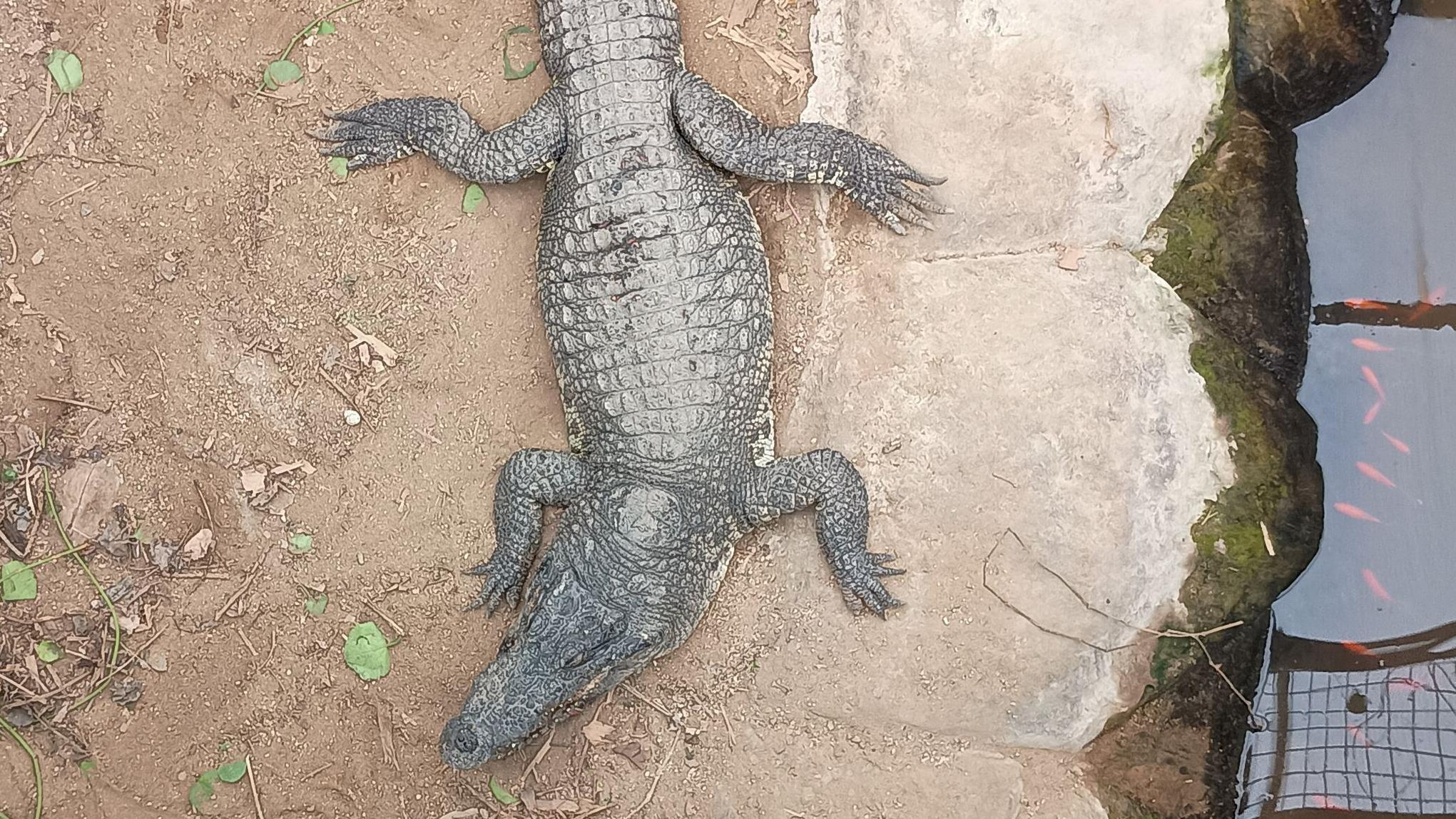 Over £100,000 raised for boy, 3, in croc attack