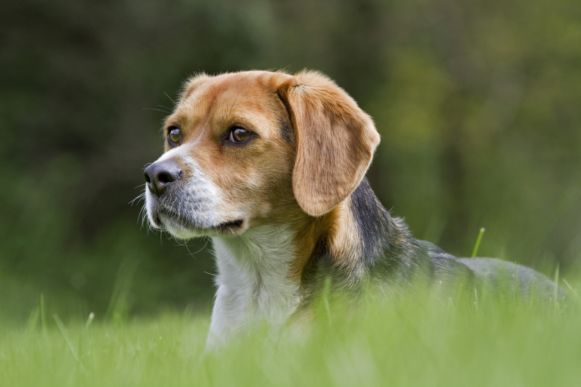 These dog breeds are the closest to wolves, a new study finds