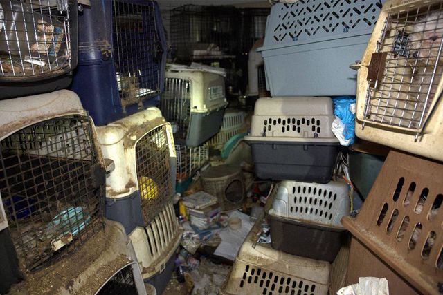 At least 70 cats, dogs found in home of USPS worker who ‘collected' feral animals