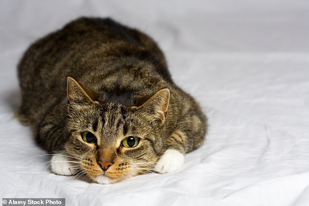 Cat killer lives in $1M mansion after early release