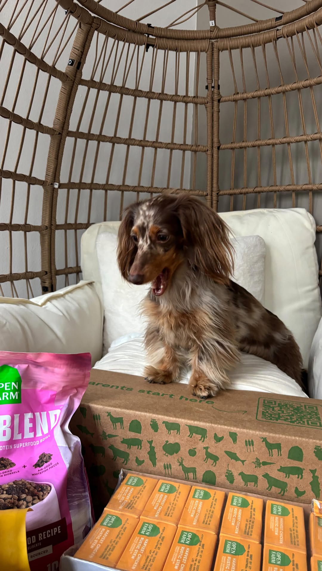 Seeing if our dachshund approves of Open Farm food