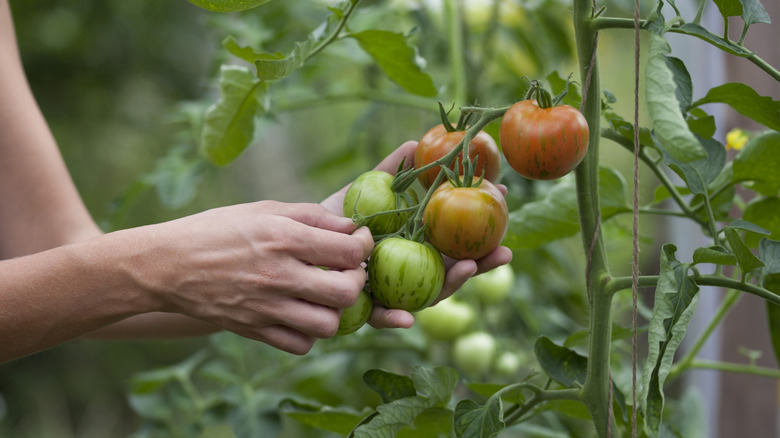 Neither banana peels nor eggshells: The overlooked tomato fertilizer in your fridge