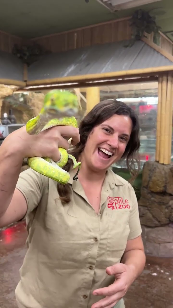 Cute green snake bite surprises handler during close-up moment