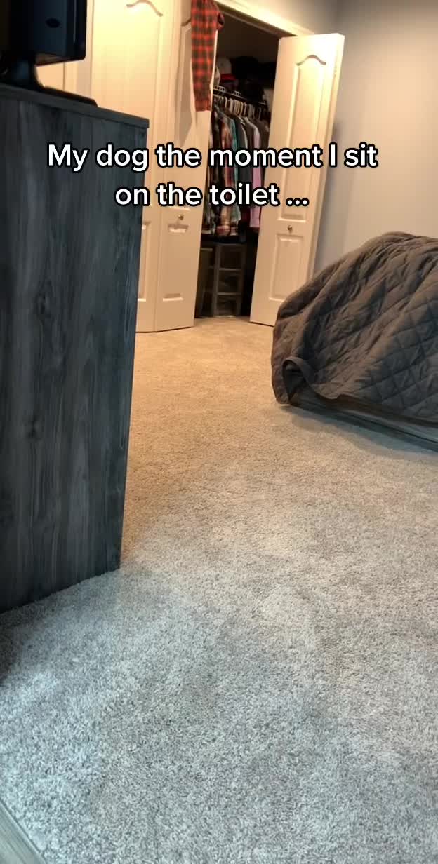 Why every dog gets the zoomies at potty time