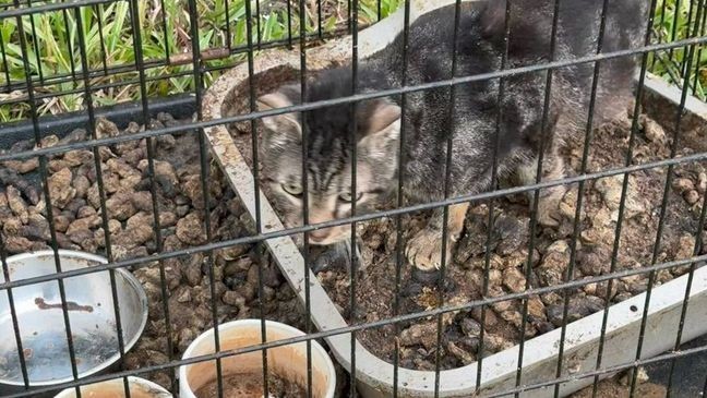 Pet Reunions Planned After Massive Martin County Animal Rescue, New Body Cam Released