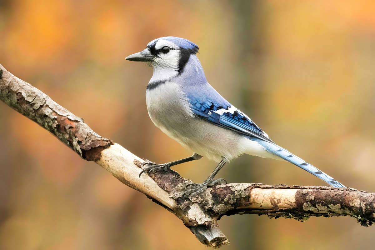 blue-jay