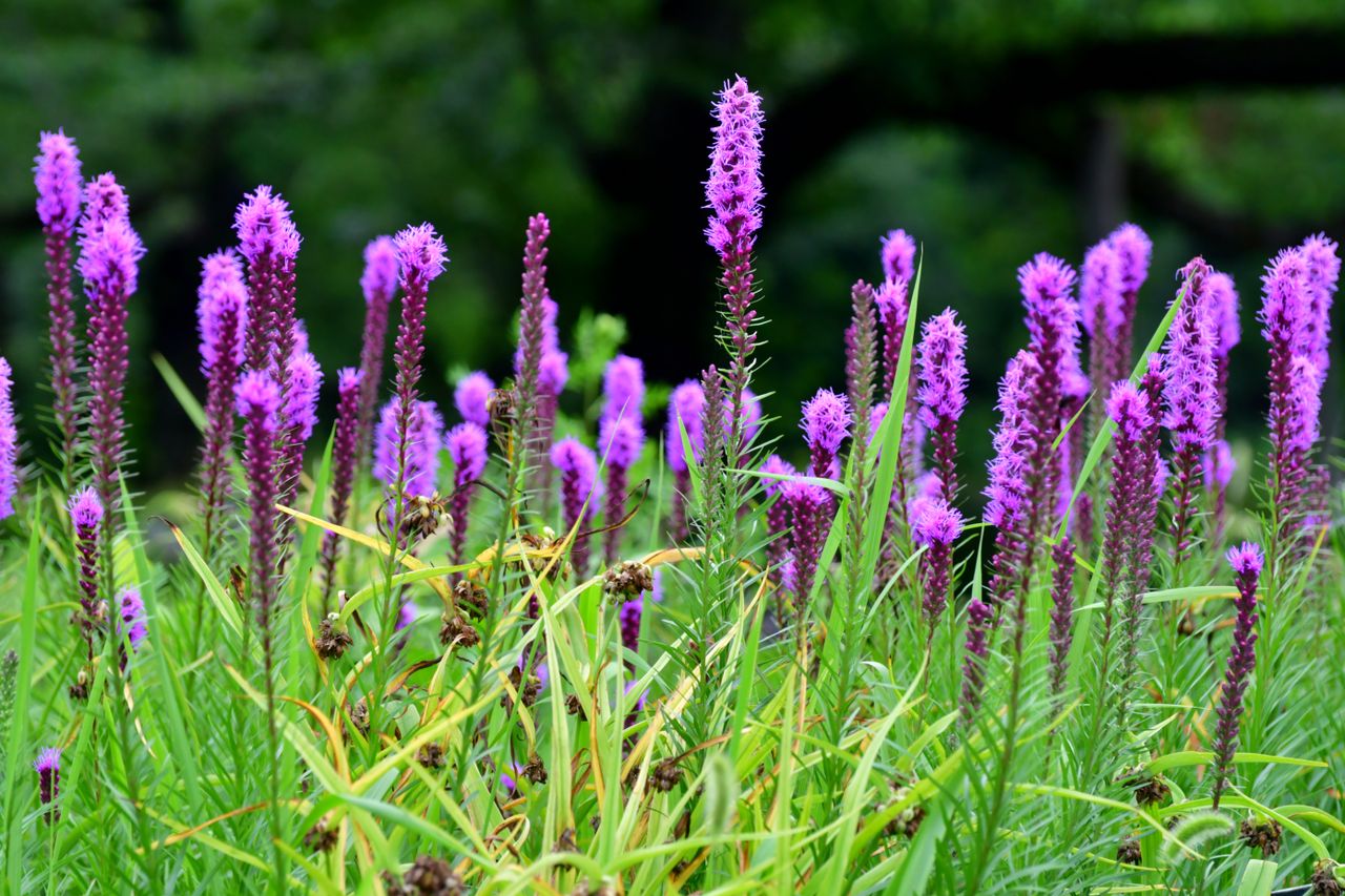 Liatris pycnostachya / Blazing star