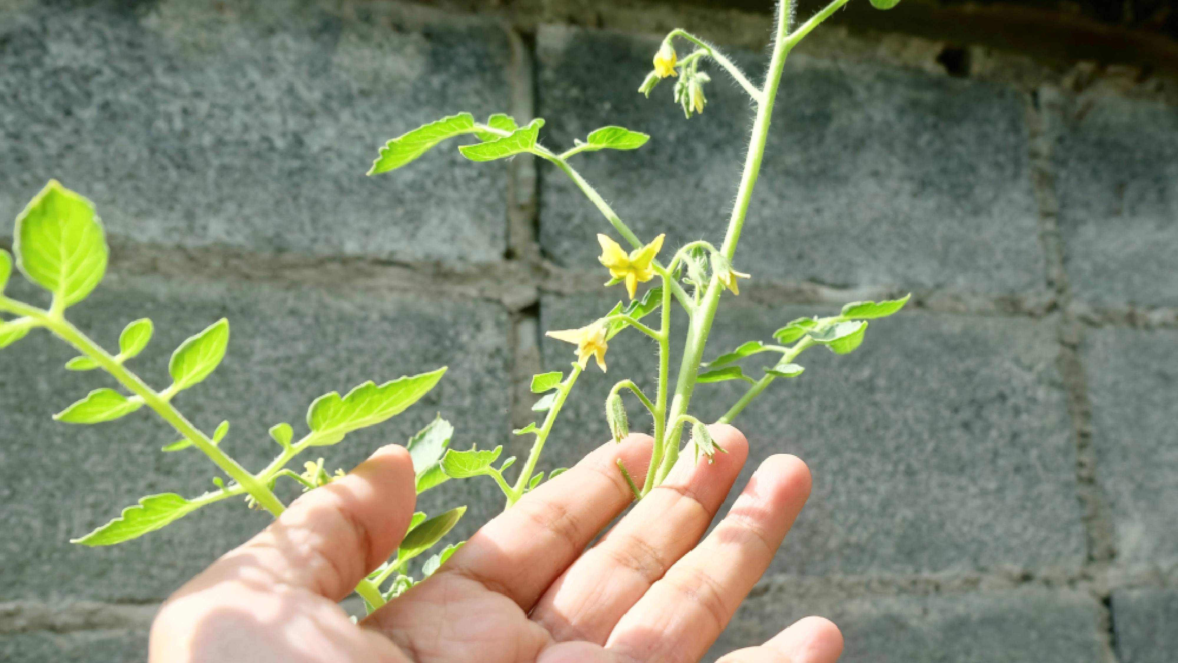 Hand touching flowering tomato plant