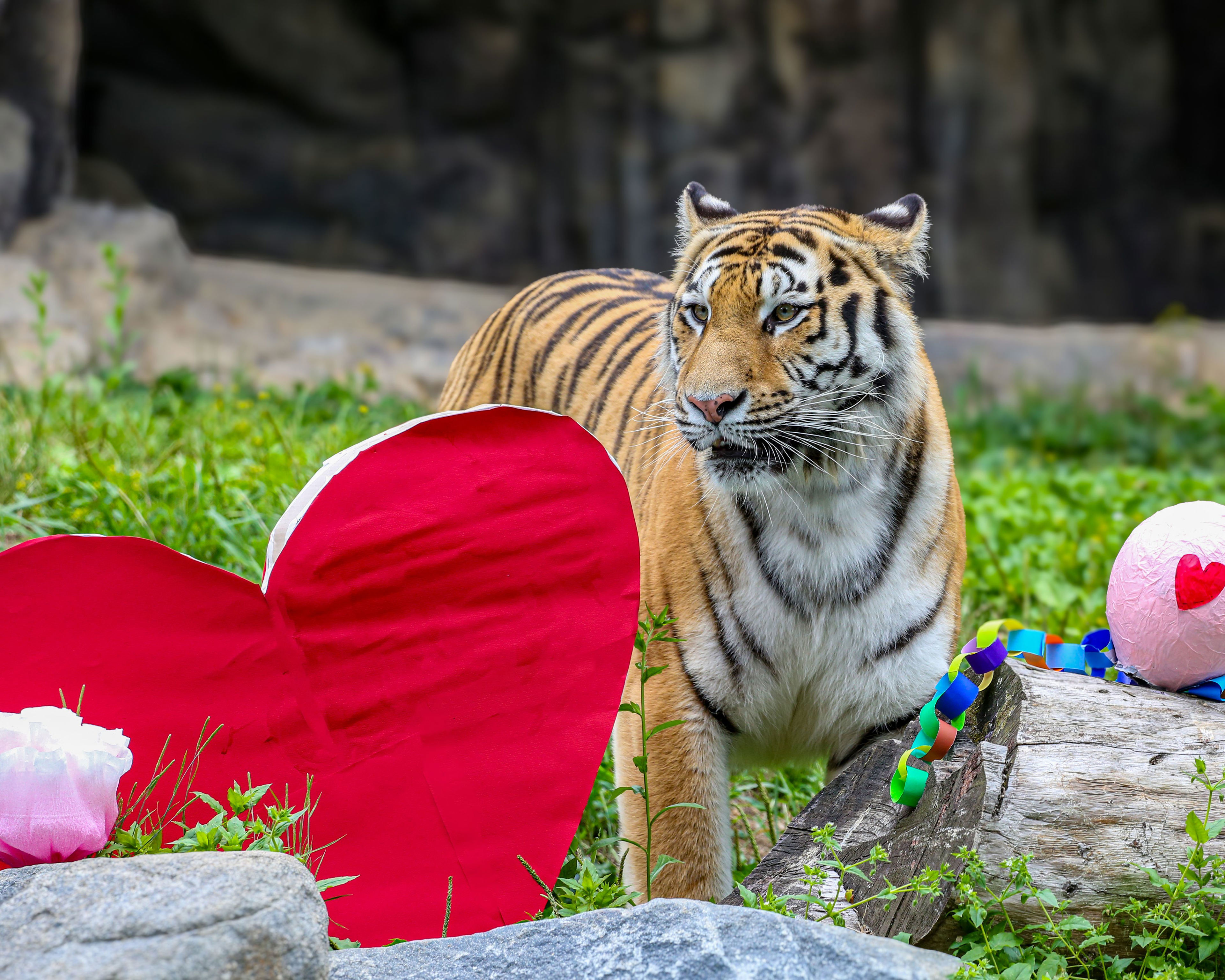 Endangered tiger Sarang arrives at the Columbus Zoo