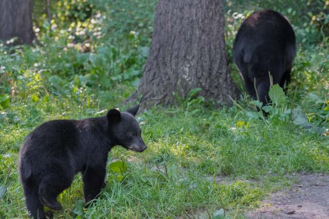 In India, 2 orphaned Asiatic black bear cubs get a second chance in the wild