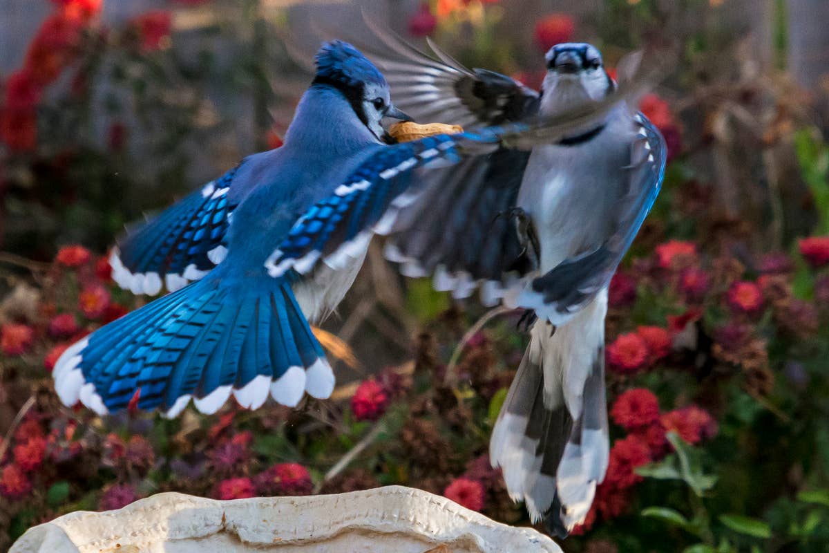 two-blue-jays-battle-it-out-over-peanut