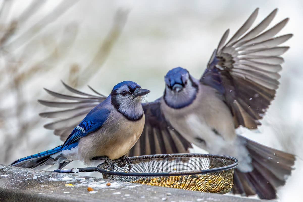 two-vibrant-blue-jays-one-perched-and-one-in-mid-flight-with-wings-spread-at-a-bird-feeder-in-a-natural-setting