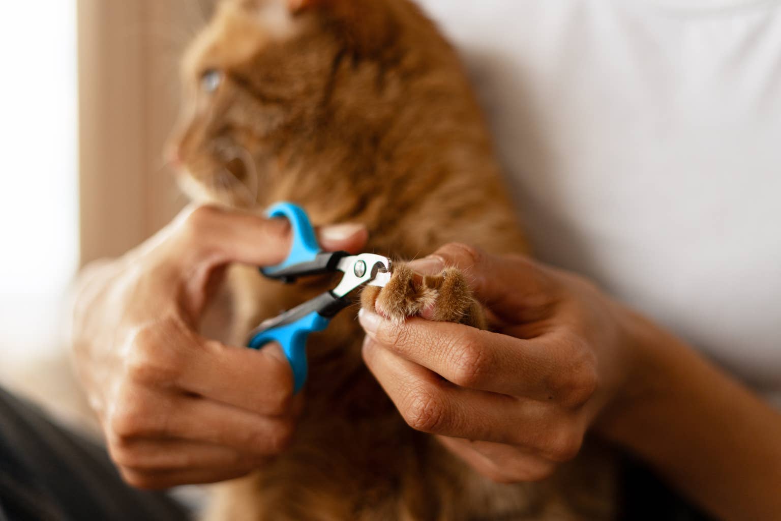 an-orange-cat-getting-their-nails-trimmed