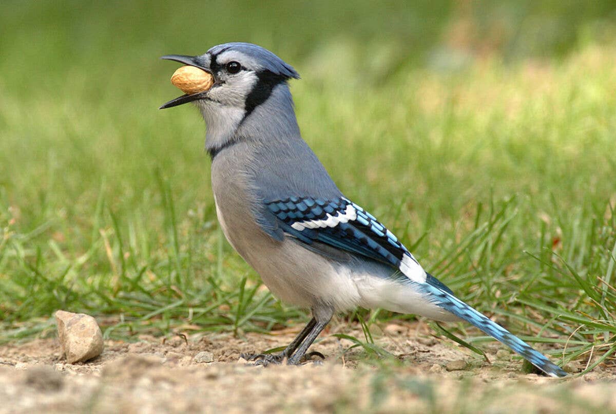christinesharma-september-21-2004-a-blue-jay-enjoys-a-peanut-from-christine-sharmas-bird-feeder-in