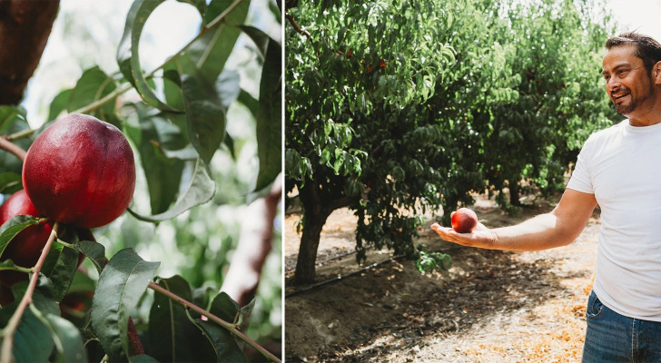 ‘I should be picking them right now, but I’m not’: California farmer was banned from selling 125,000 lbs of nectarines — so he gave them away instead