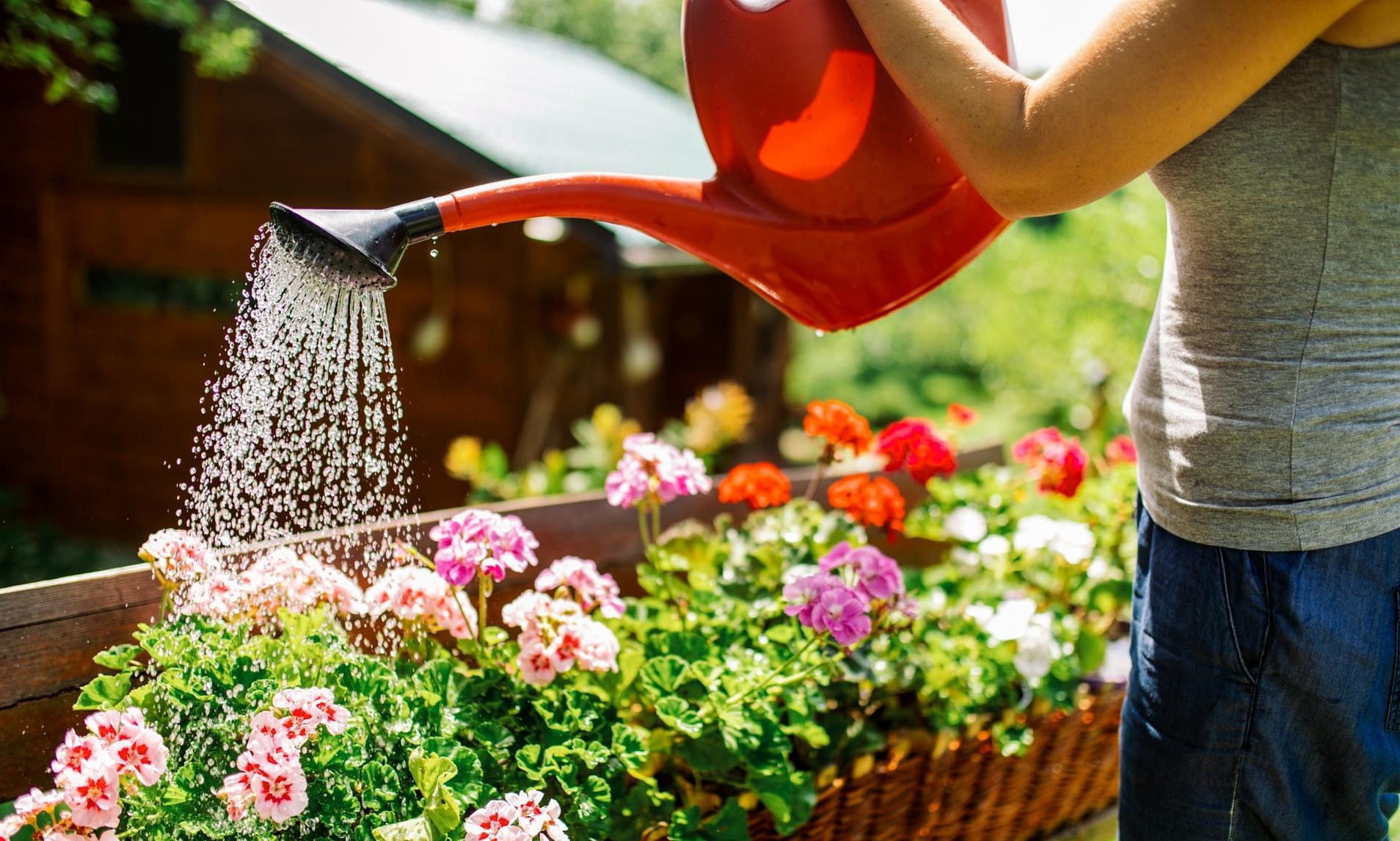 Expert reveals how to look after your lawn, flower beds and plants during the summer heatwaves