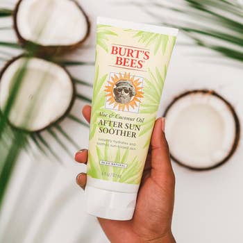 Hand holding Burt's Bees Aloe & Coconut Oil After Sun Soother lotion, with coconut halves in the background