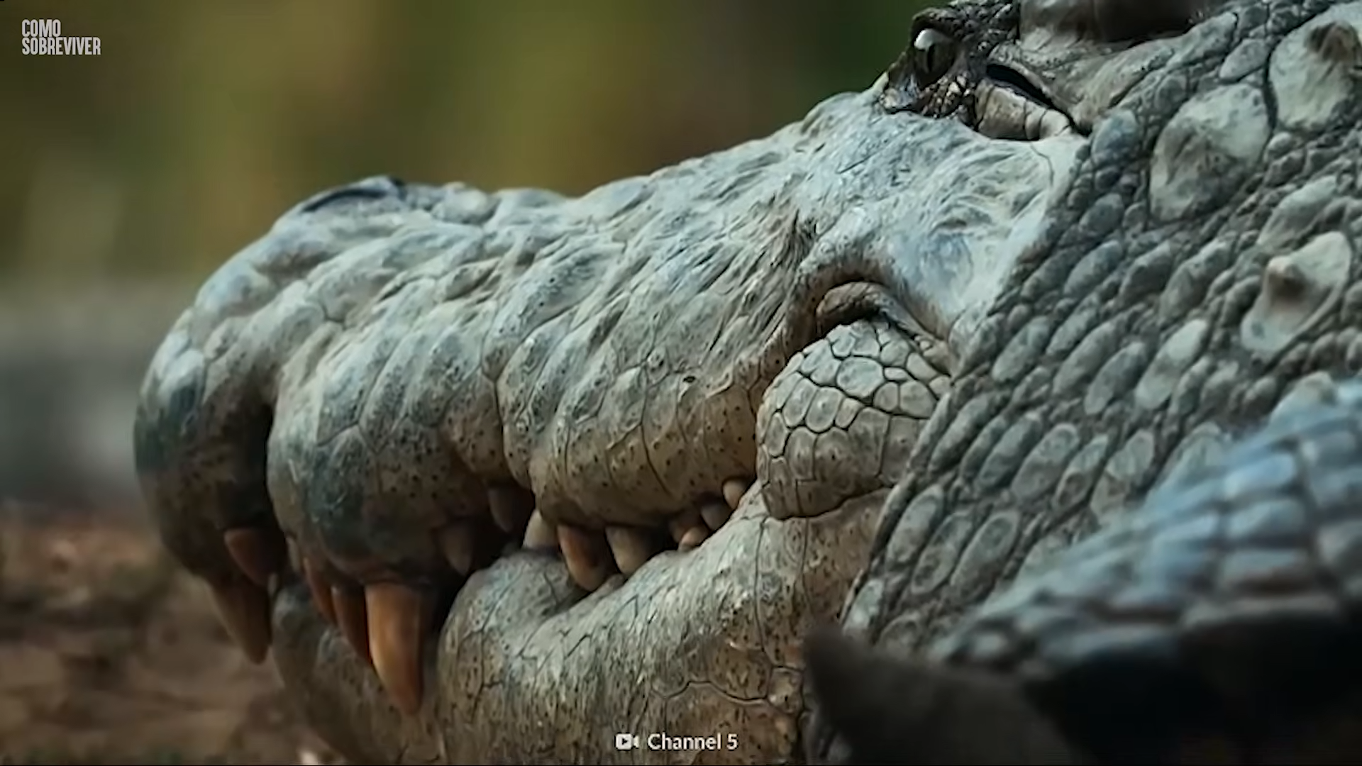 1.000 soldados ficaram presos no pântano... Os crocodilos se ...