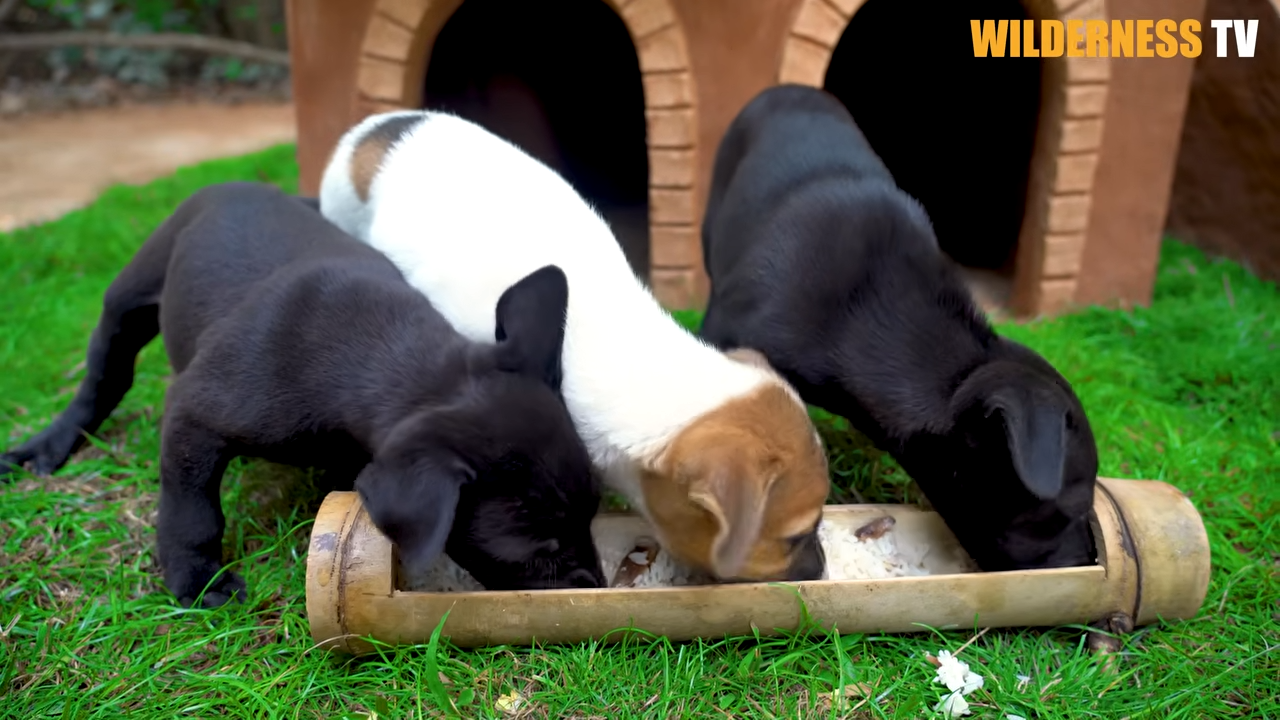 What these homeless puppies did after seeing their luxury hotel left me ...