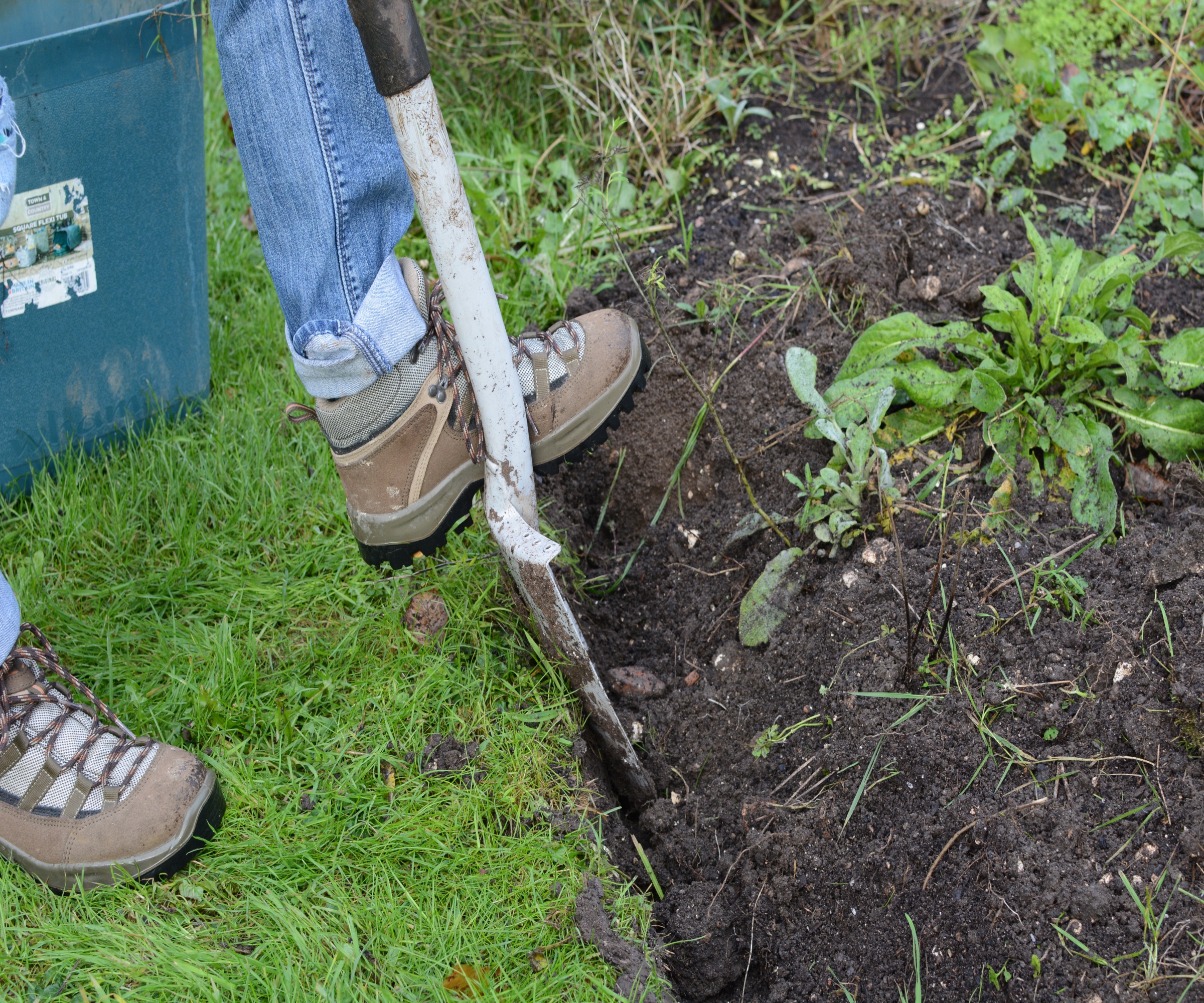 Edging a lawn with a border spade
