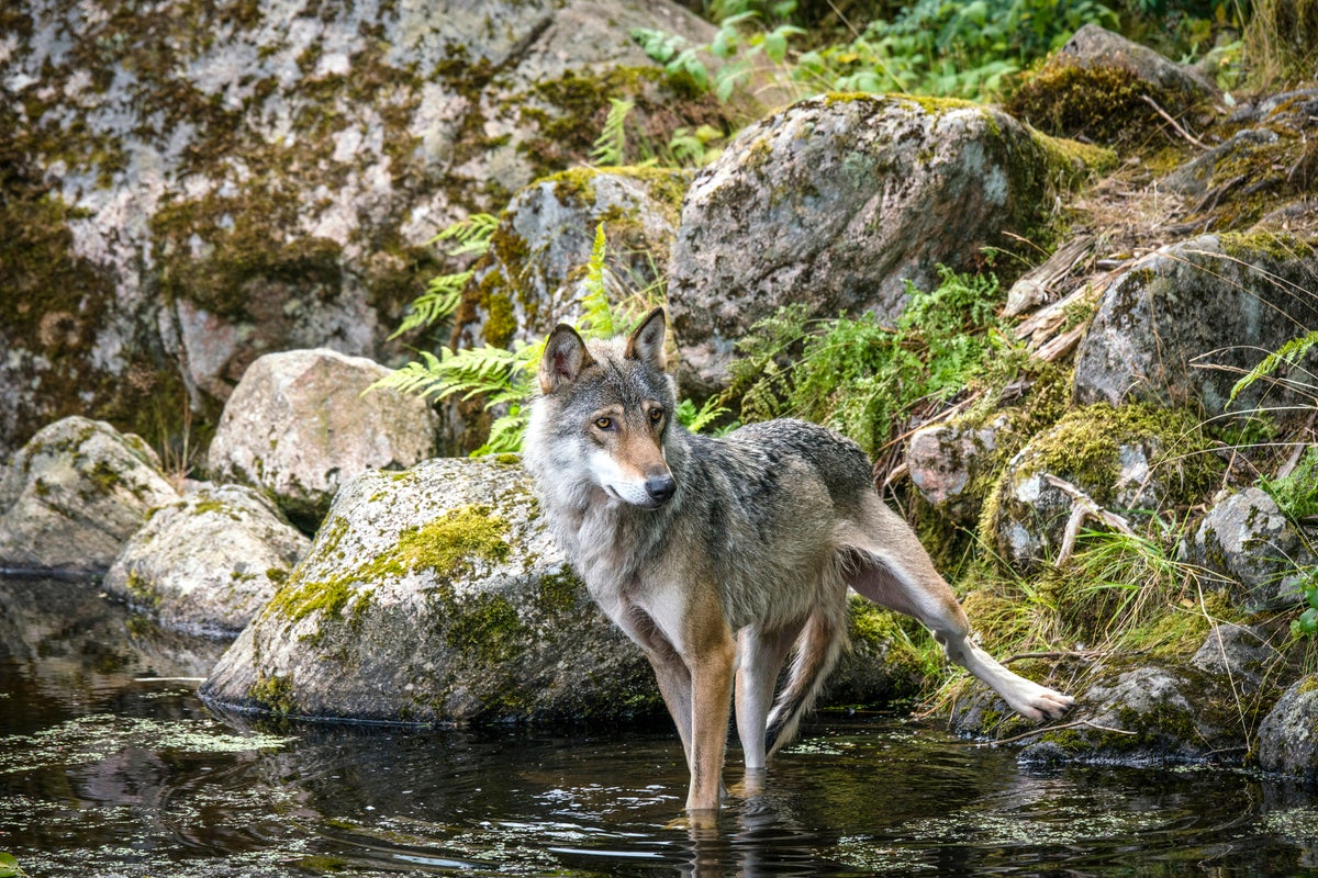 Denmark issues wolf warning to tourists after population increases