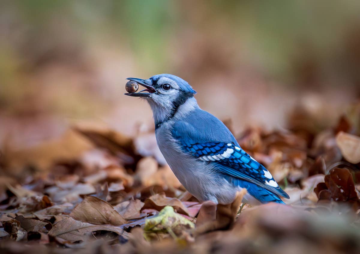close-up-of-eurasian-jay-perching-on-dry-leavesabseconnew-jerseyunited-statesusa