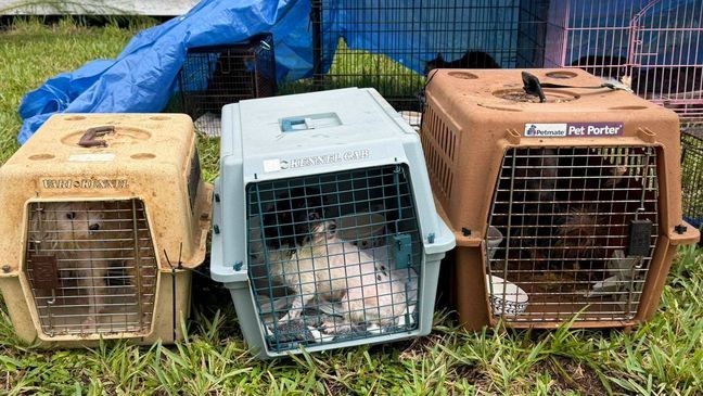Pet Reunions Planned After Massive Martin County Animal Rescue, New Body Cam Released