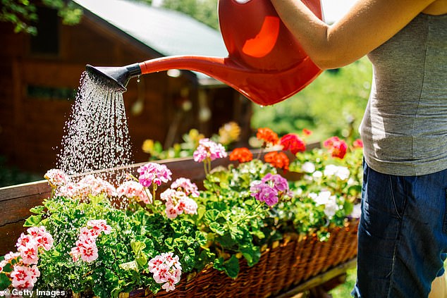 But a heatwave combined with a hosepipe ban doesn't have to spell disaster for your garden. The key is to prioritise plant health, conserve moisture and make every drop of water count