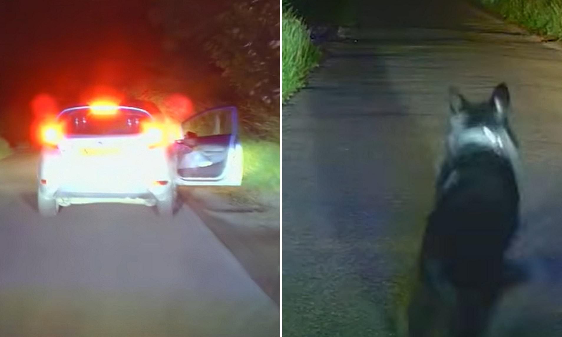 Moment speeding driver squeals for help as he is caught by police dog