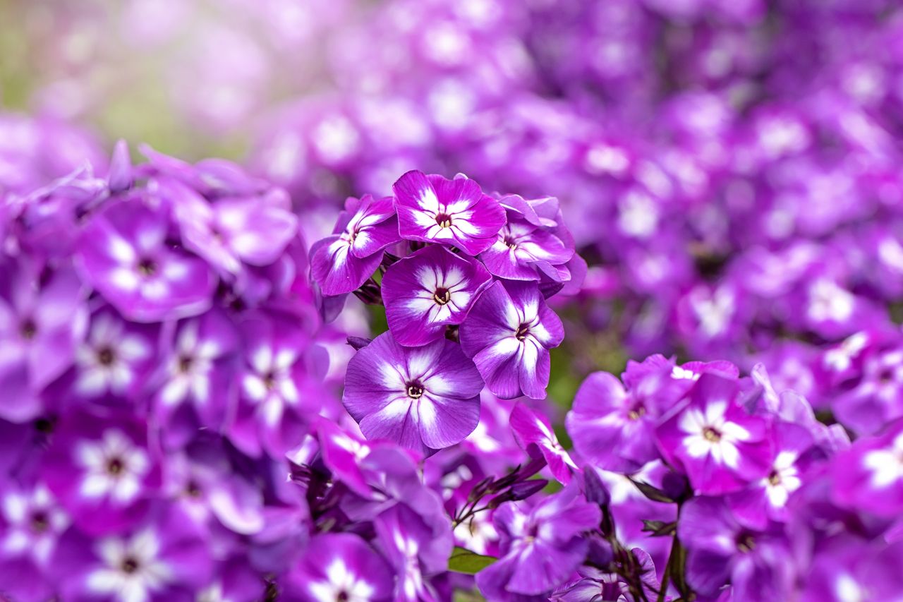 Closeup of deep-pink garden phlox flowers.