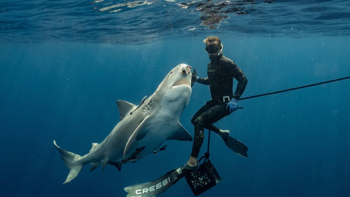Tanner Mansell hand-feeds a bull shark off of the coast of Jupiter.