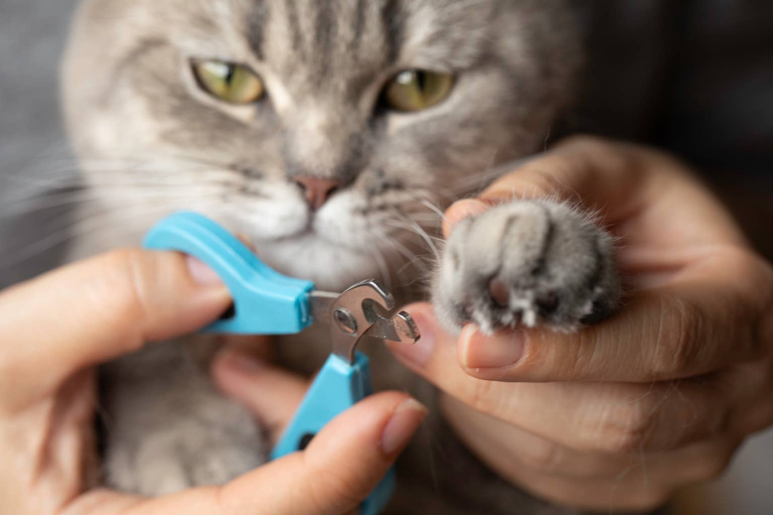 a-gray-tabby-cat-gets-their-nails-trimmed