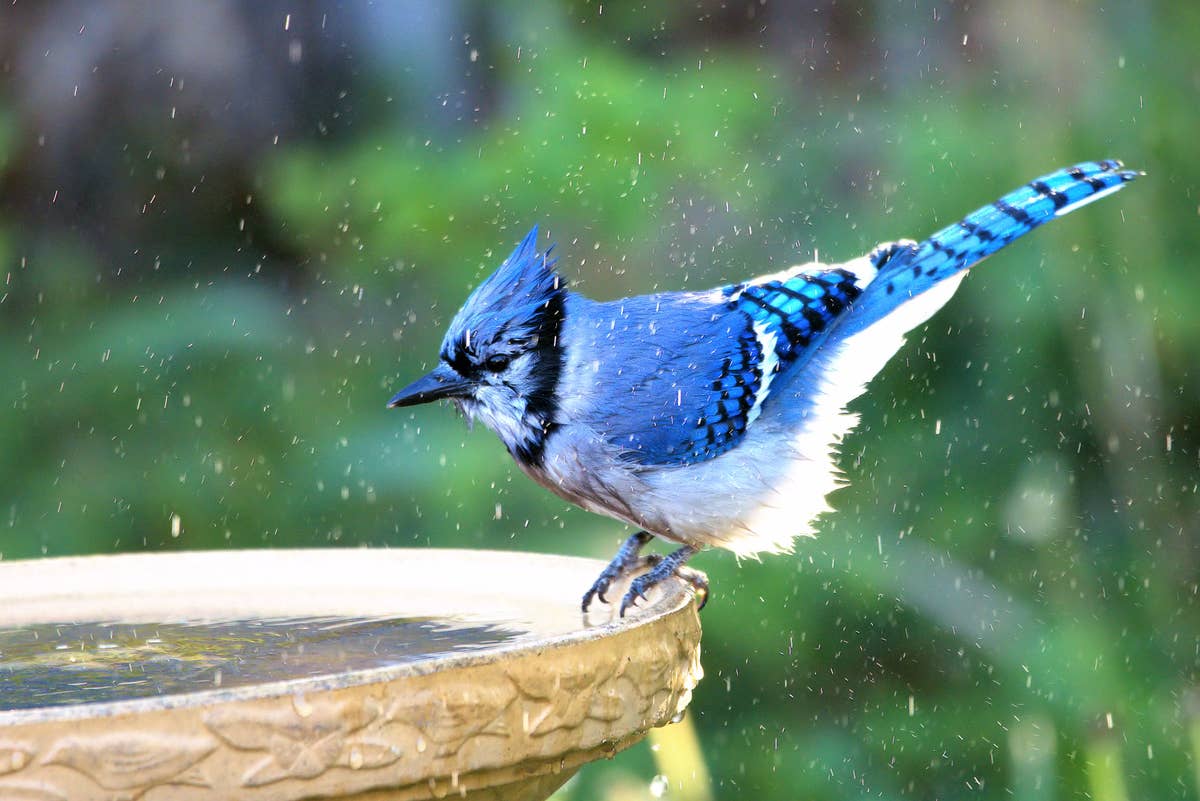 blue-jay-perched-on-the-side-of-a-birdbath