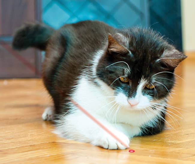 Cat playing with a laser pointer on a wooden floor