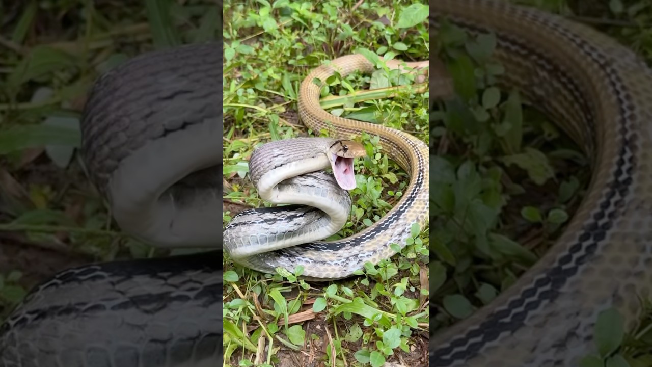 Cranky snake!