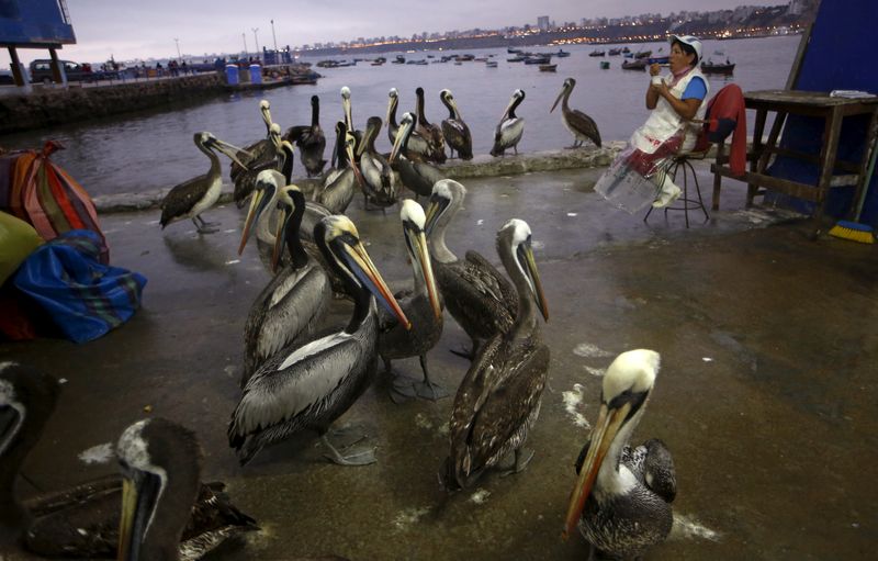Pelicans are seen next to a fisherwoman at a market at Pescadores beach in the Chorrillos district of Lima