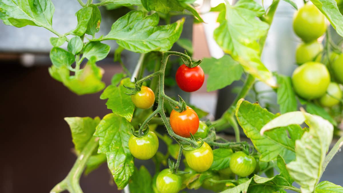 tomatoes-growing-in-the-garden