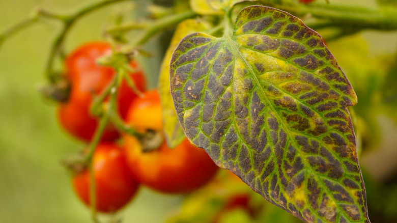 Why a tomato plant's leaves turn yellow and how to prevent it